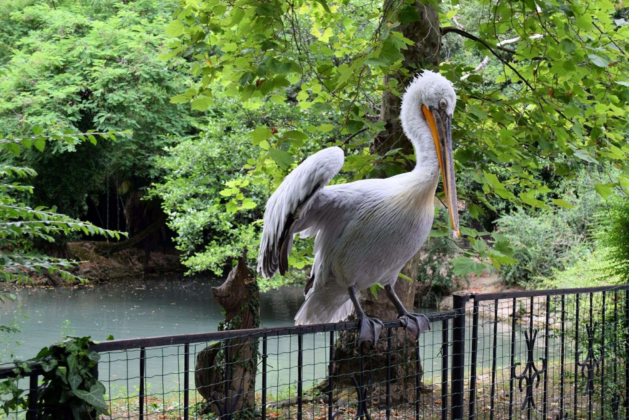 Пеликан в дендрарии Сочи