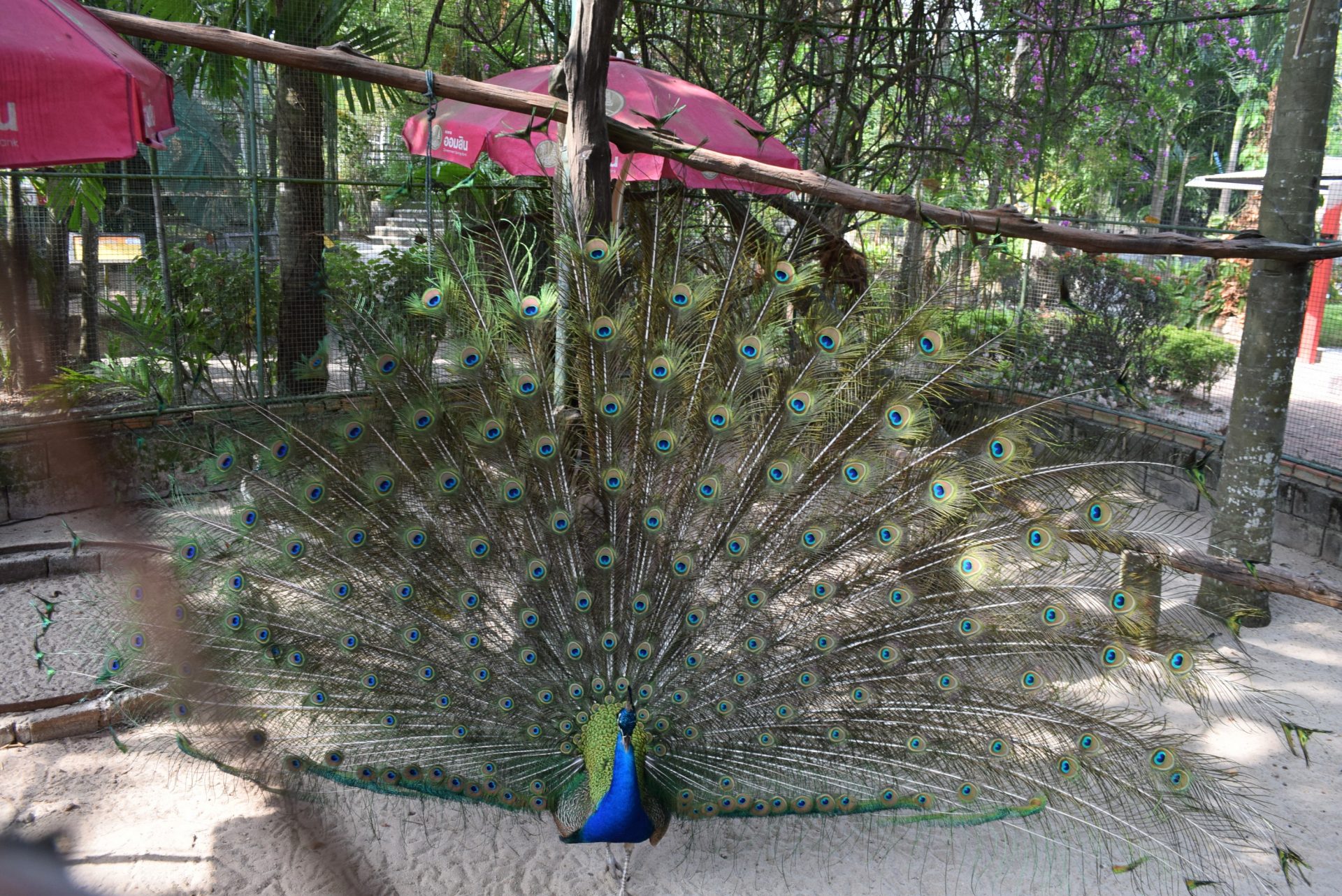 Зоопарк пхукет. Зоопарк на Пхукете. Зоопарк Пхукета. Phuket Zoo.