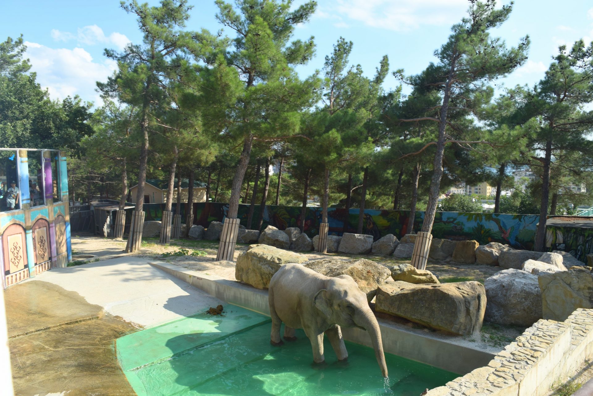 Зоопарк в геленджике сафари парк
