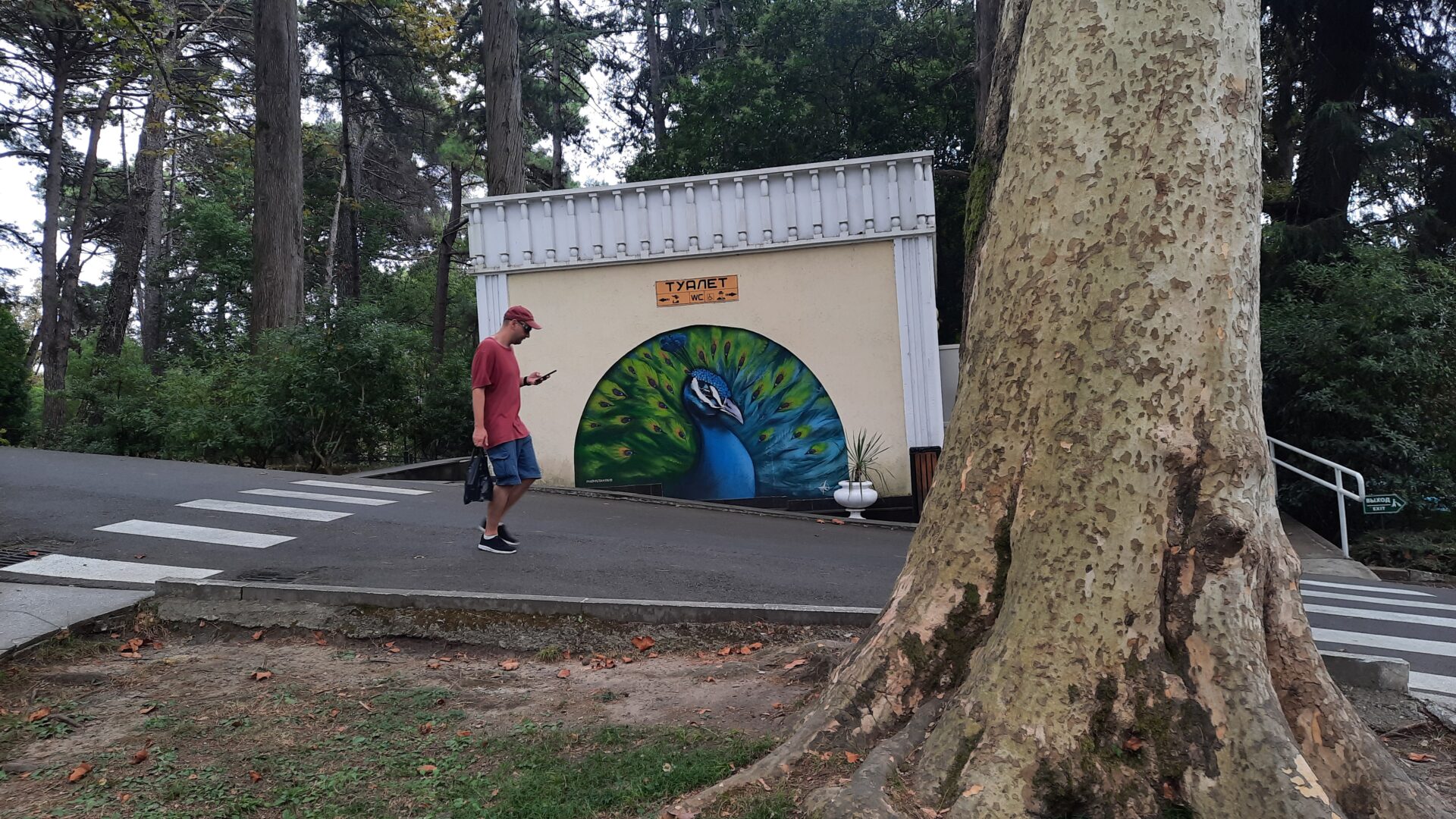 Своим ходом в Дендрарий Сочи цена билета и что посмотреть