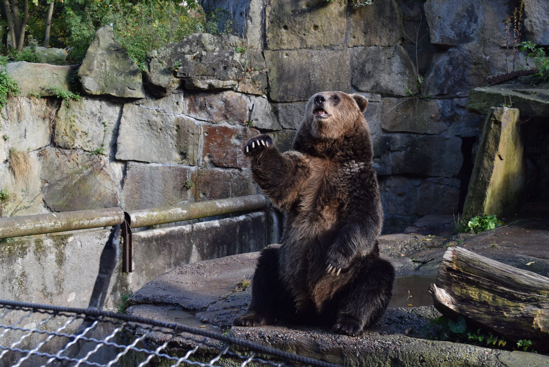 Сходили в Калининградский зоопарк животные цена, билеты, режим работы