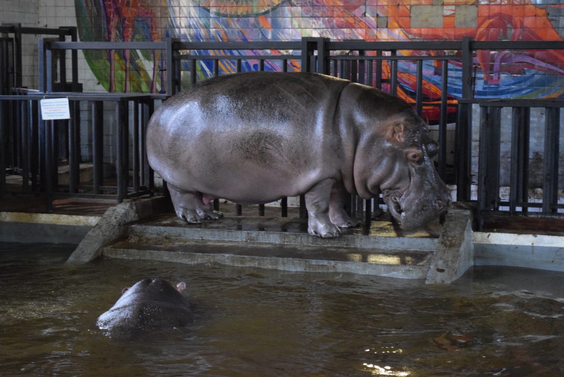Сходили в Калининградский зоопарк животные цена, билеты, режим работы