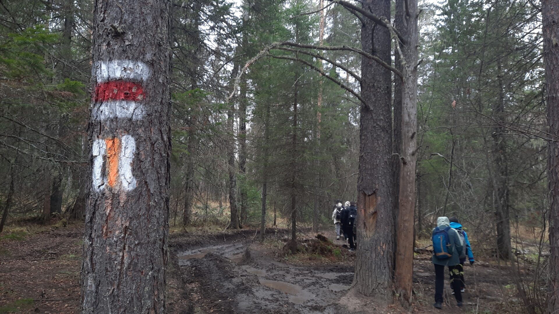 З способа Инзерские зубчатки как добраться. Актуальный маршрут